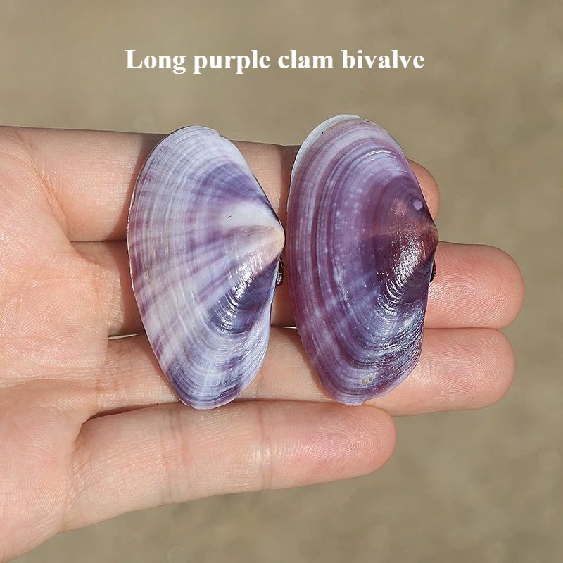 Aquarium Fish Types - Long Purple Clam Natural Conch Purple