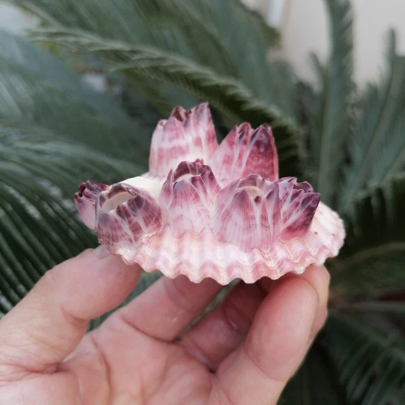 Aquarium Fish Parasites - Natural Conch Shell Purple Barnacle Scallop