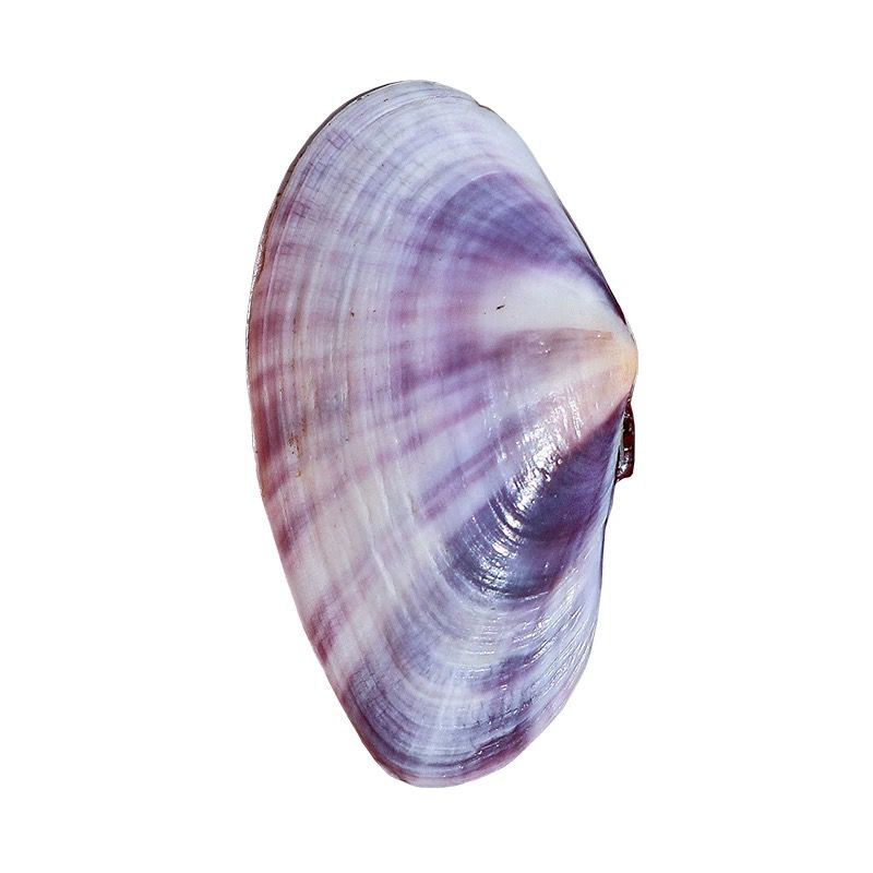 Long Purple Clam Natural Conch - Aquarium Fish Types recension och pris