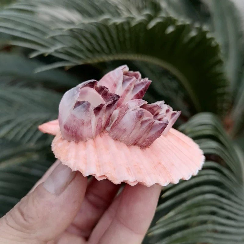 Natural Conch Shell Purple Bar - Aquarium Fish Parasites recension och pris