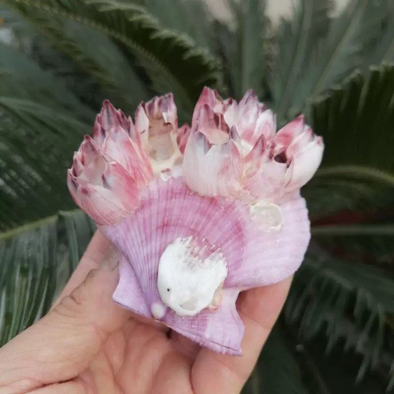Natural Conch Shell Purple Bar - Aquarium Fish Parasites recension och pris