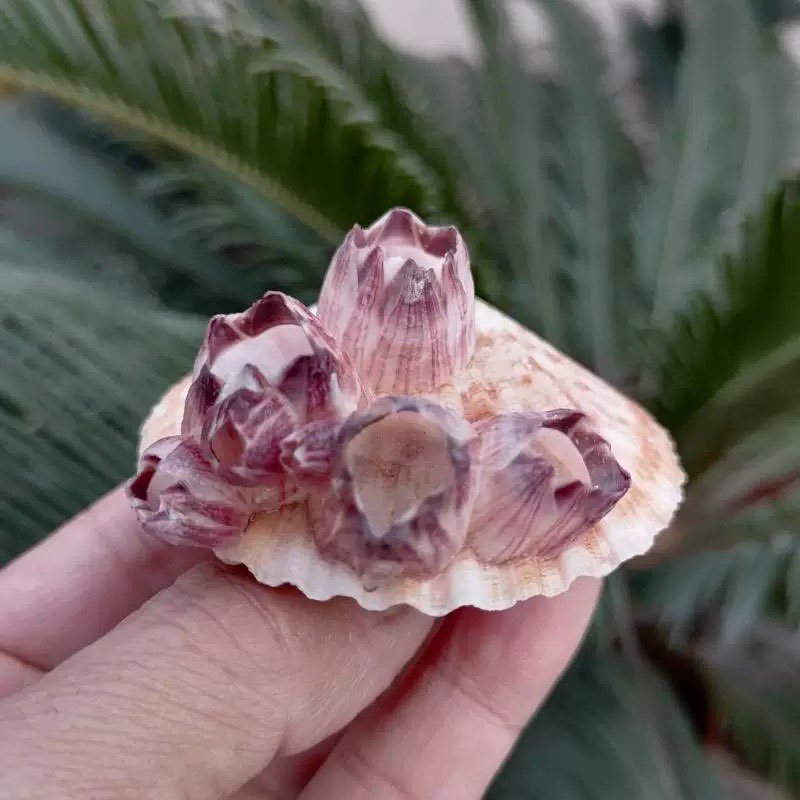 Natural Conch Shell Purple Bar - Aquarium Fish Parasites recension och pris